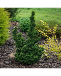 Thuja Malonyana Holub